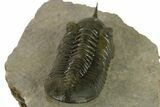 Prone Morocconites Trilobite Fossil - Ofaten, Morocco #382687-4